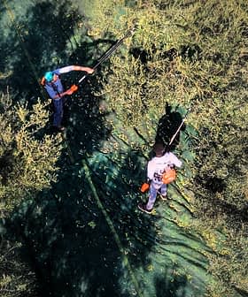 Two individuals using poles to harvest olives from trees covered with nets. - Olive Oil Times